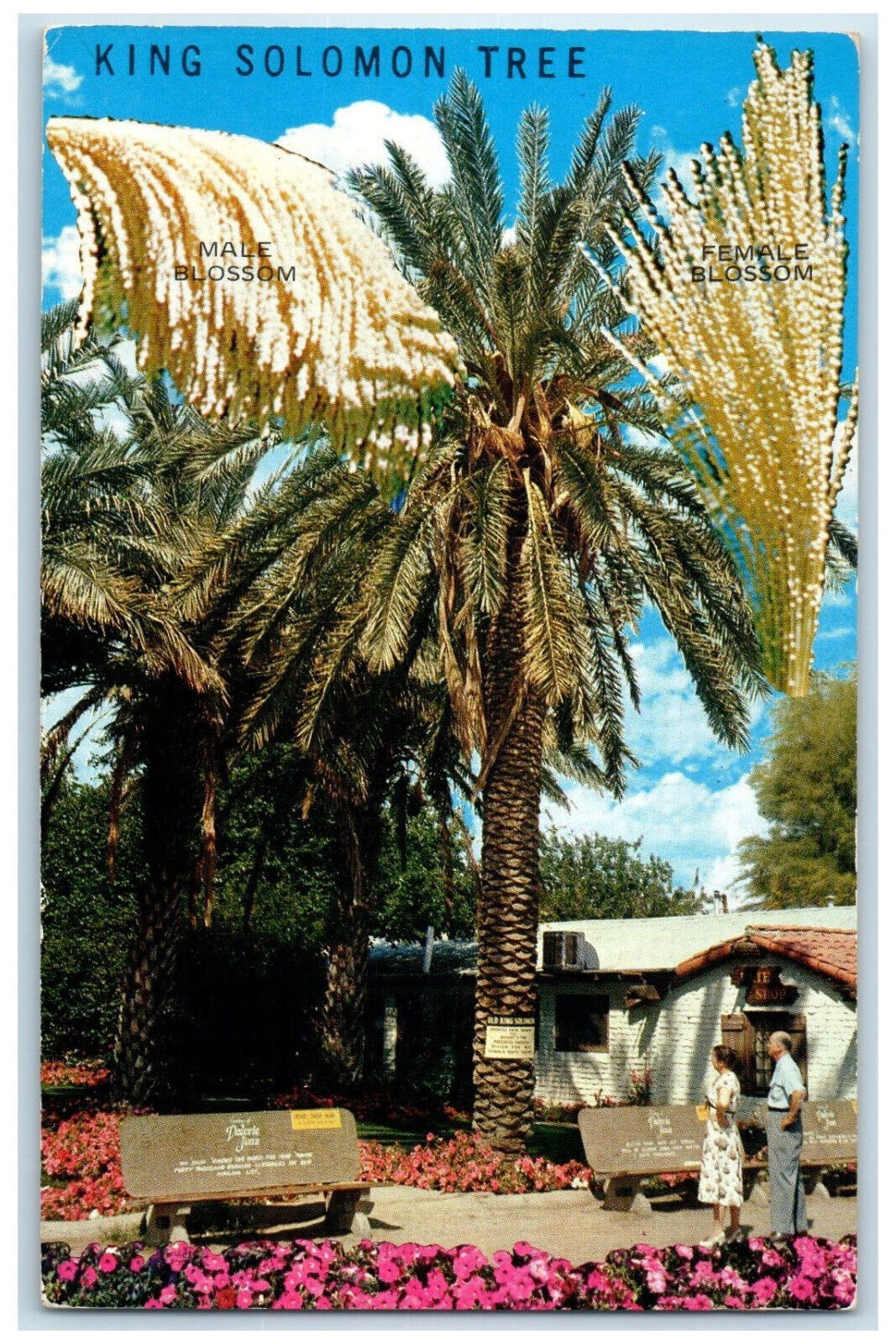 c1950\'s King Solomon Tree Coachella Valley California CA Vintage Postcard