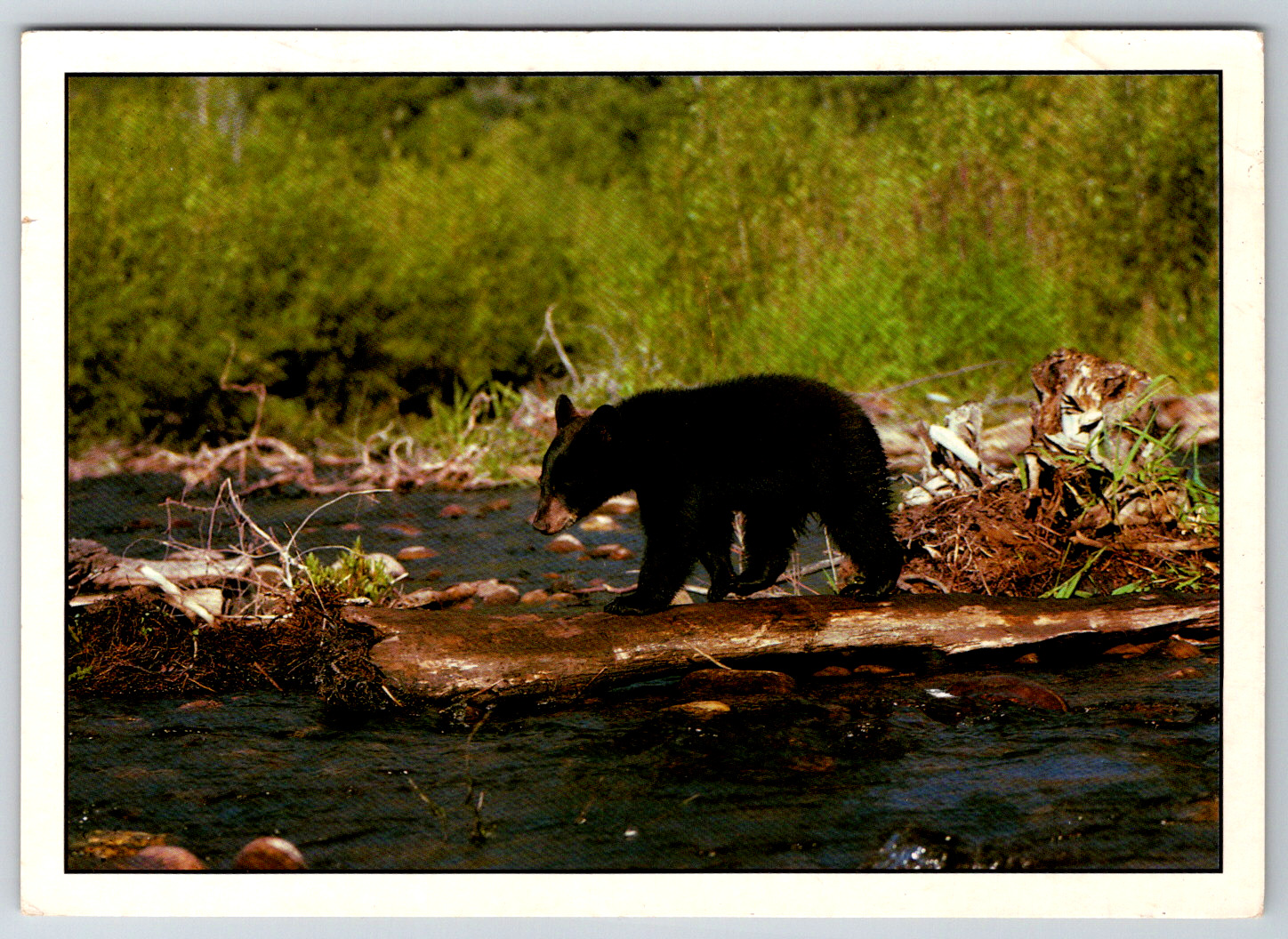Vintage Black Bear Cub Postcard 1994 Penfield DuBois PA Wildlife Collectible
