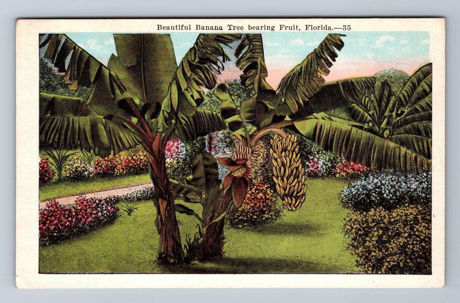 FL-Florida, Banana Tree Bearing Fruit, Vintage Postcard