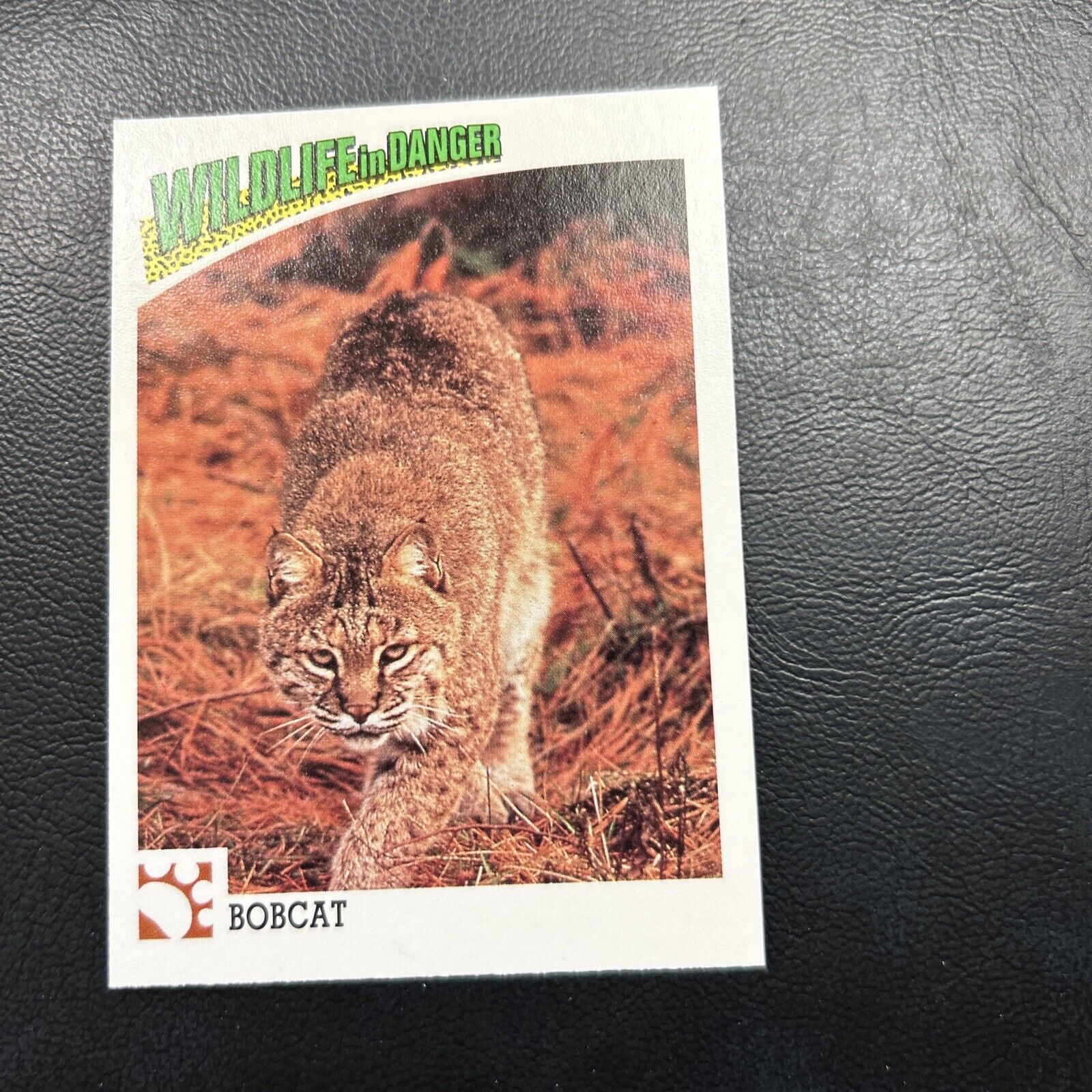 B30s Wildlife In Danger 1992 WWF World Fund #20 Bobcat North America