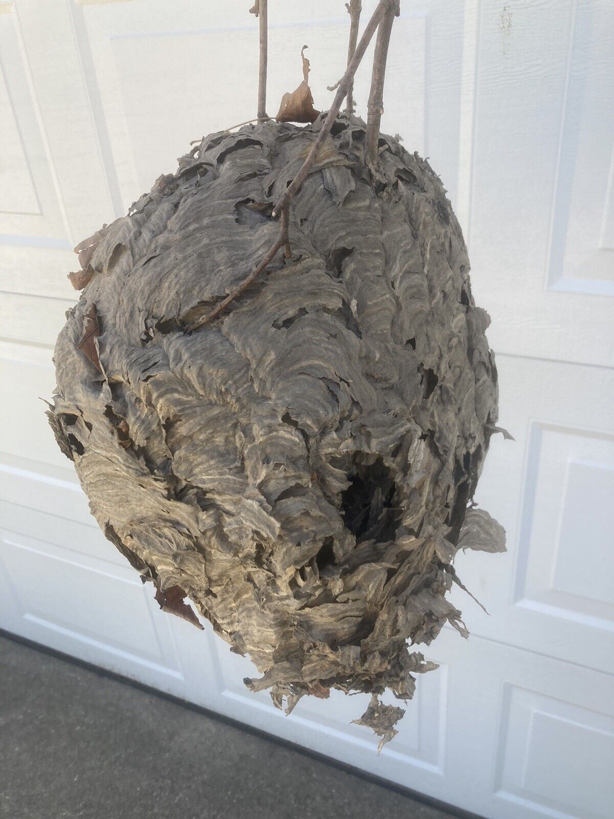 Bald Faced Hornet Nest Bee Hive 13 X 9 Education Decor Man Cave Leaves