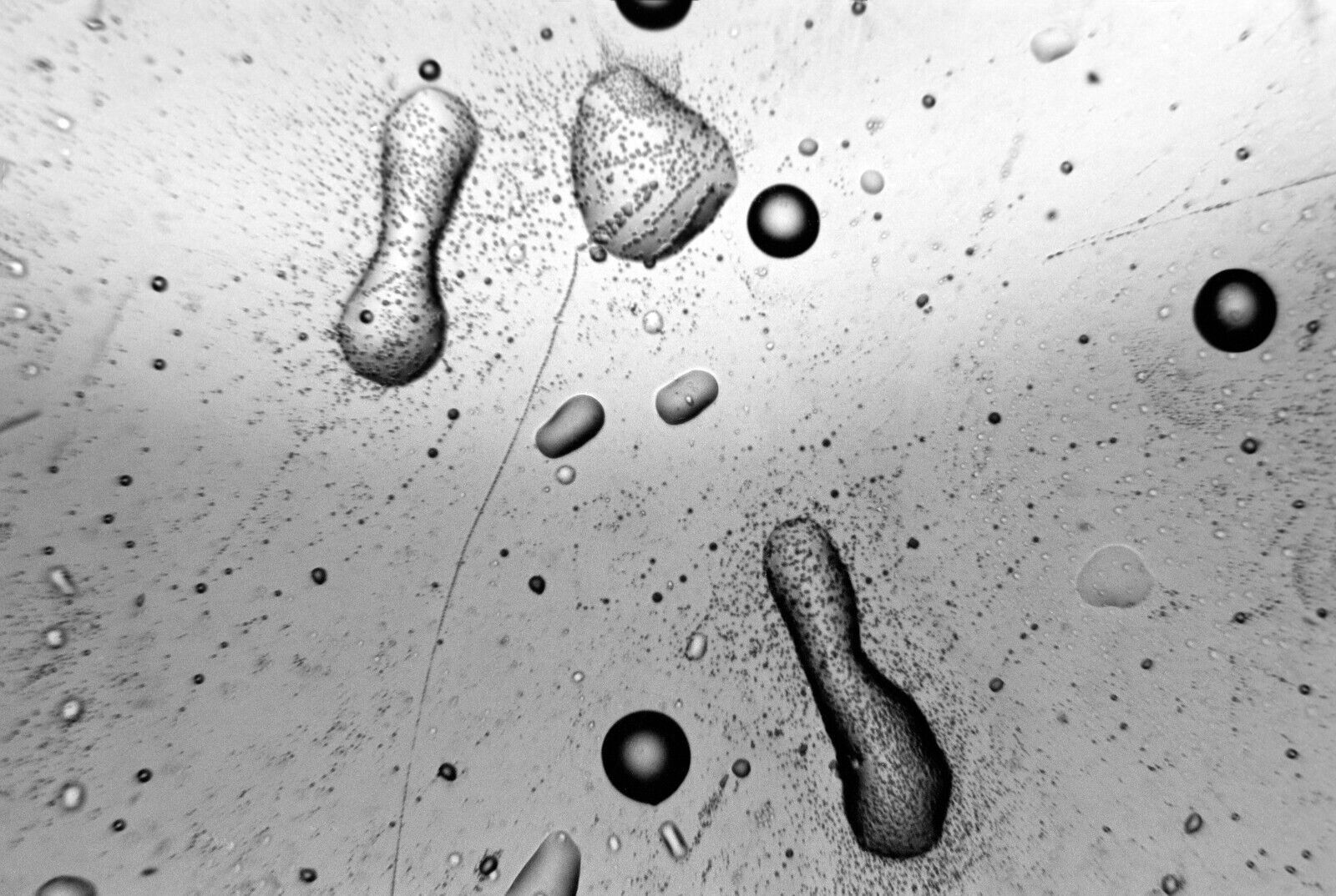 Abstract Micrograph Aquatic Organisms Spore 35 mm B&W Negative 1970s Jerry Sims