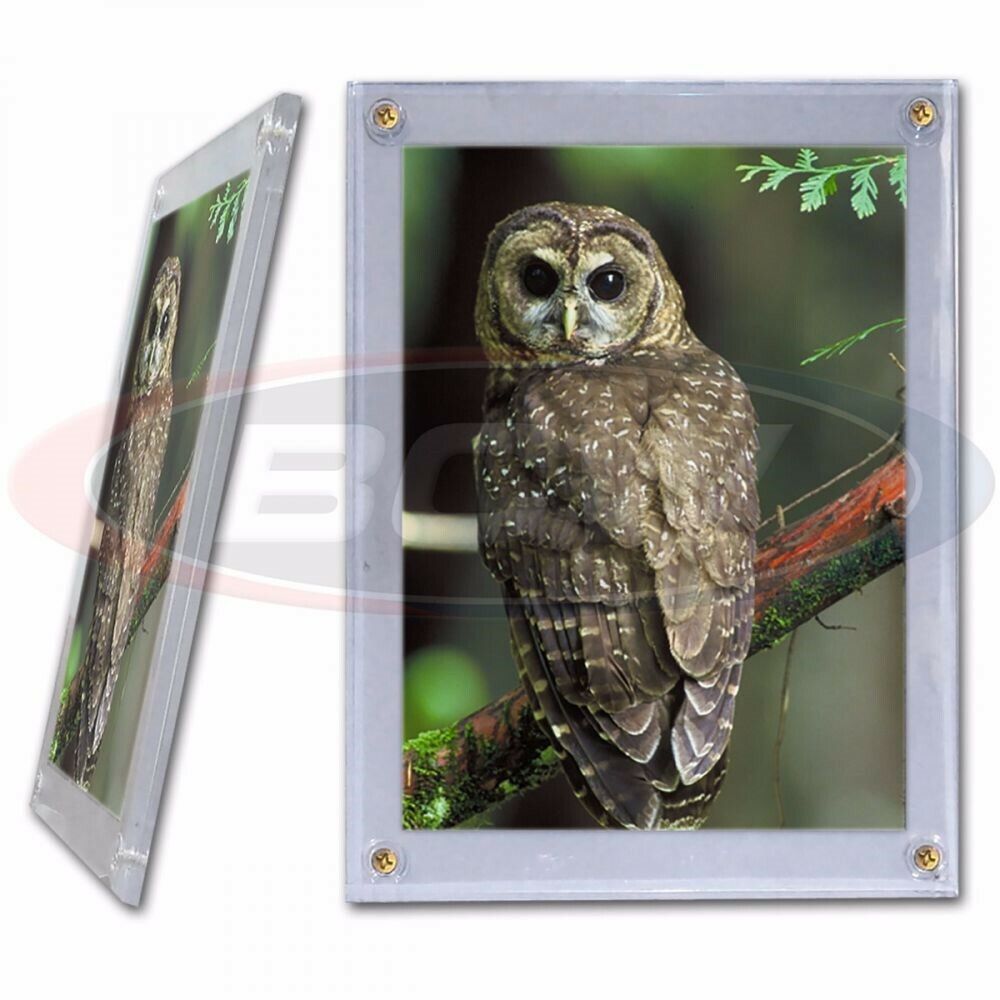 Clear Display Holder For 5x7 Photo / Postcard BCW Screwdown Frame 1-5X7-SD