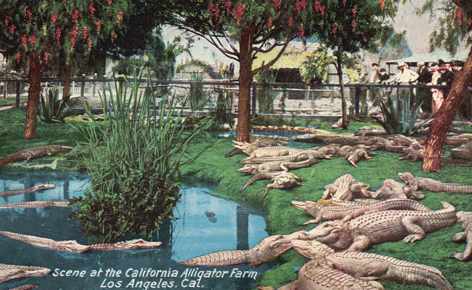 Postcard CA Los Angeles California Alligator Farm Unposted Vintage PC G9933