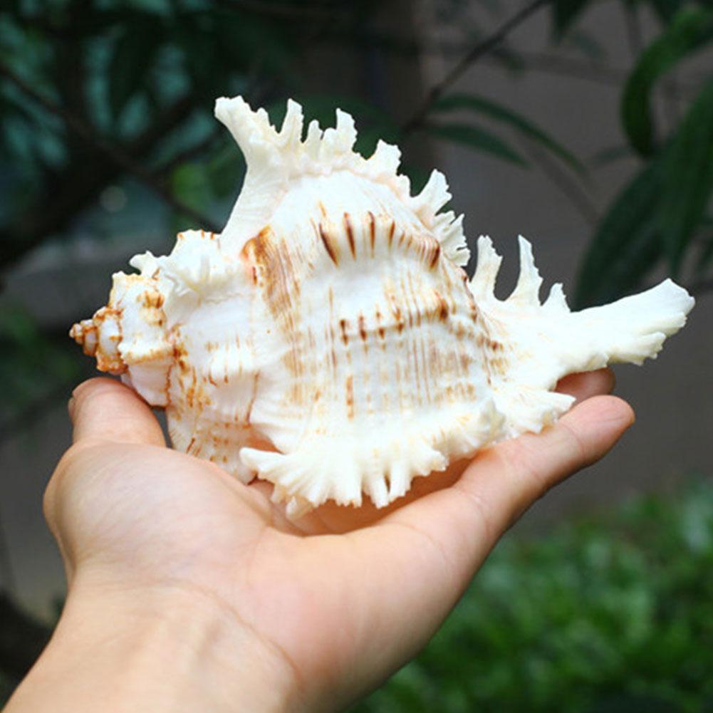 10~12cm Natural Large Conch Shell Snail DIY Aquarium √ A4T3