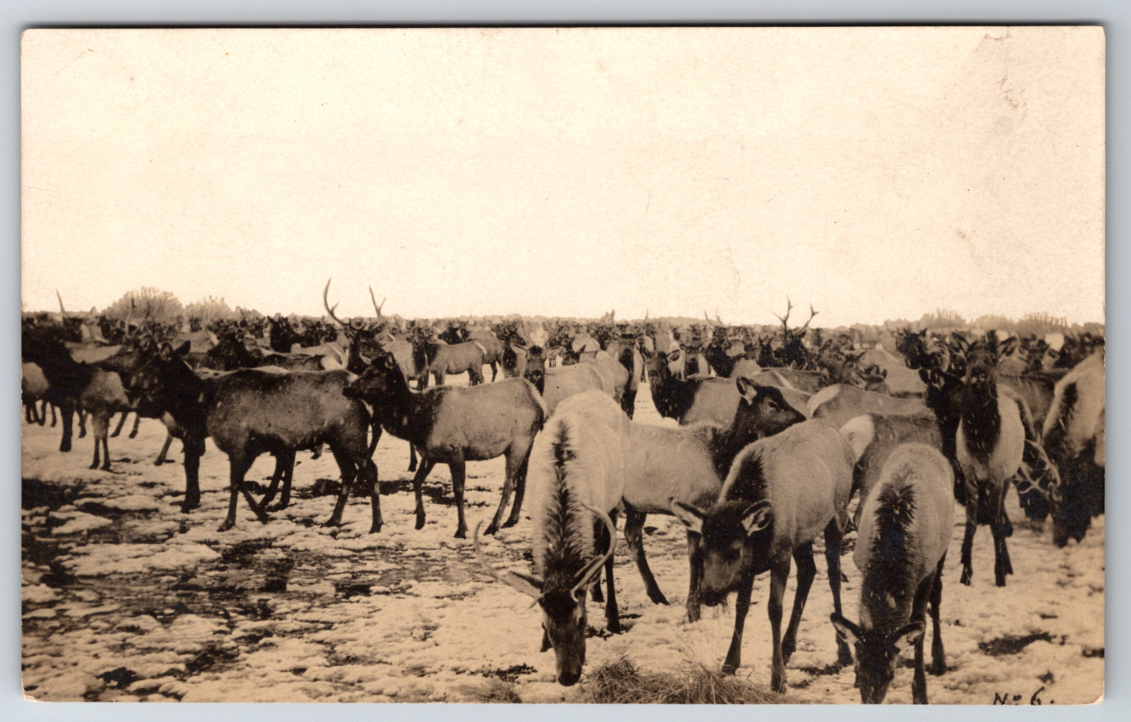 RPPC c1910s Elk Herd Grazing Vintage Postcard