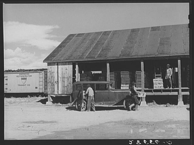 Photo:Loading freight cars with cauliflower. Jaroso, Colorado