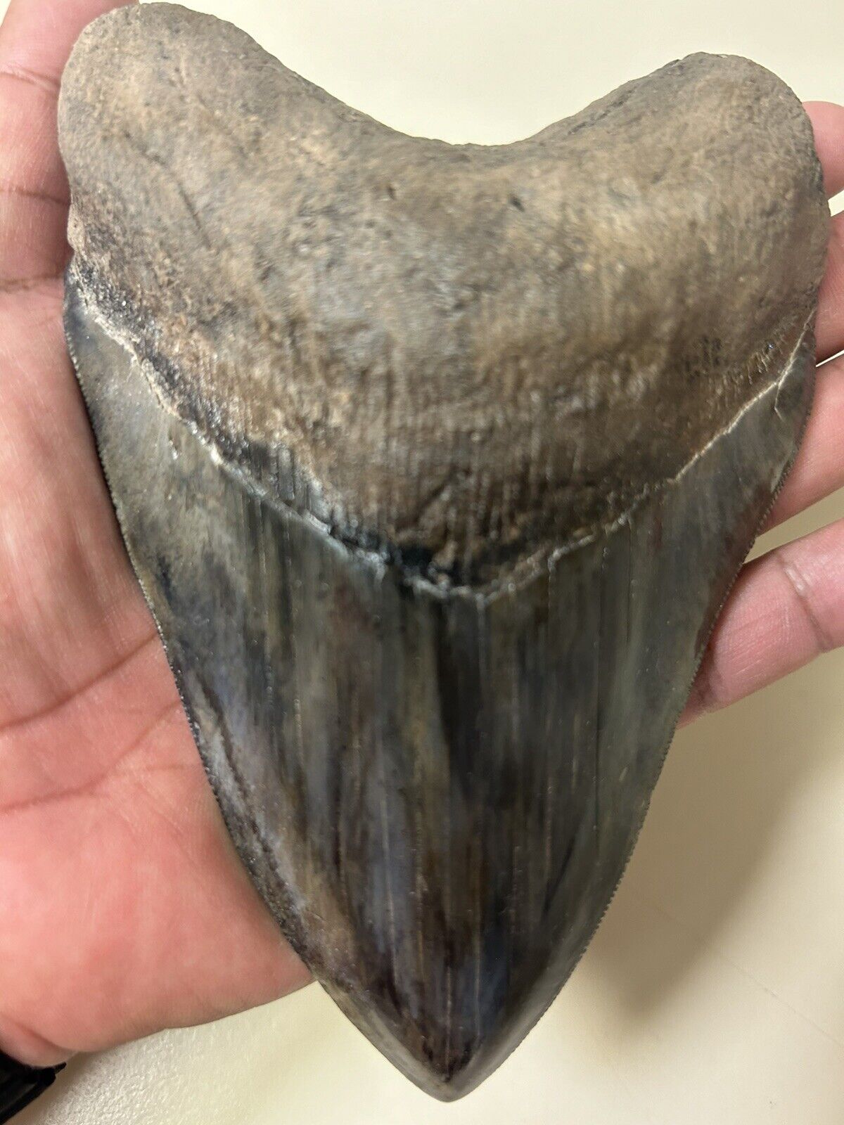 Megalodon Sharks Tooth 6 1/16” inch HUGE fossil sharks teeth tooth
