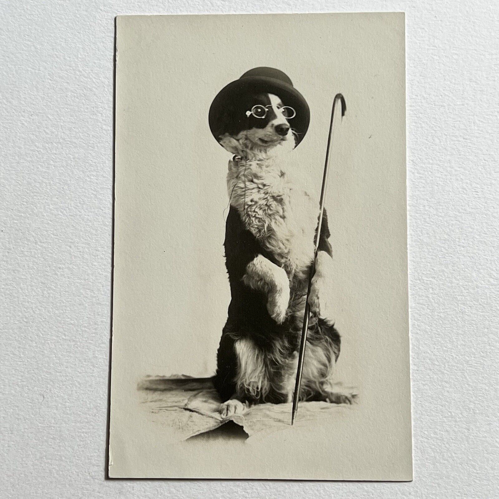 Antique RPPC Real Photograph Postcard Dog Doing Trick With Hat Cane & Glasses
