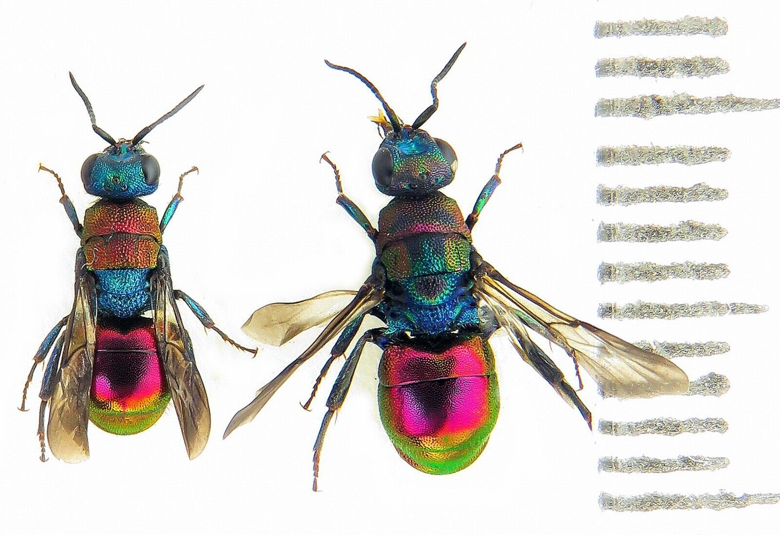 Hymenoptera Chrysididae sp, Ukraine BIG