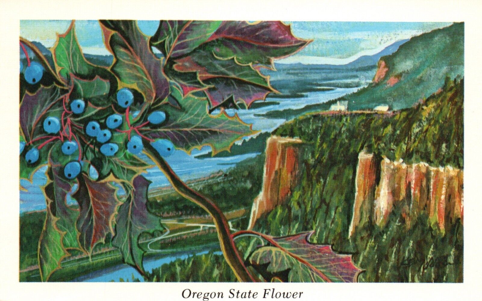 Postcard OR Oregon State Flower Oregon Grape 1973 Chrome Vintage PC G6445