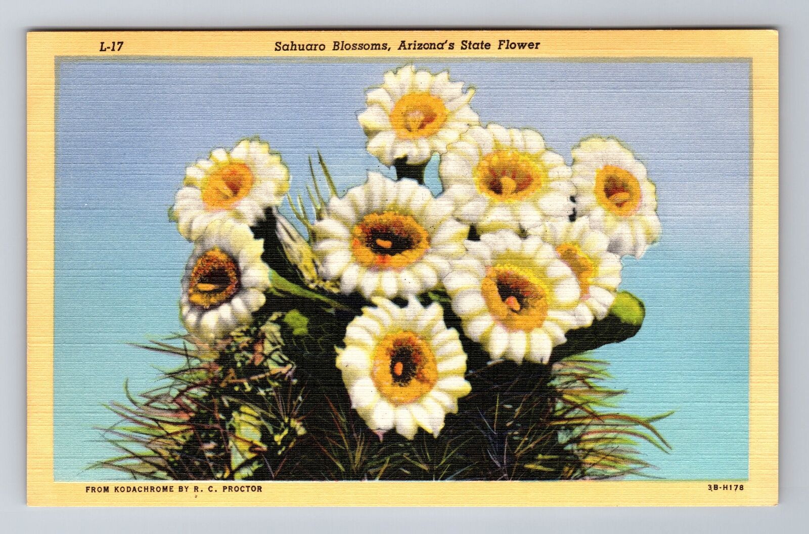 AZ-Arizona, Sahuaro Blossoms, State Flower, Antique, Vintage Souvenir Postcard