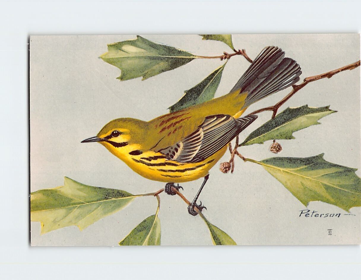 Postcard Prairie Warbler Bird by Peterson