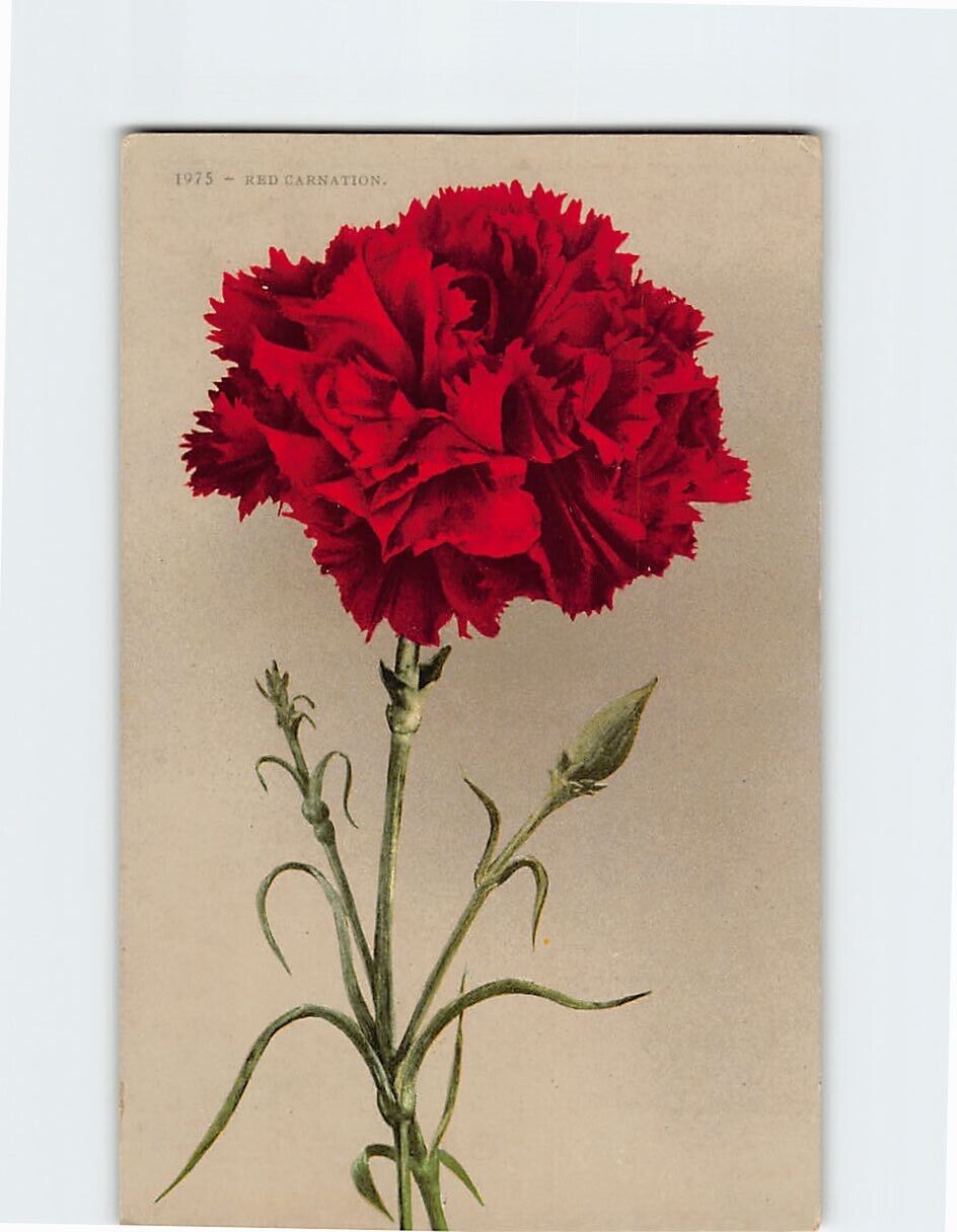 Postcard Red Carnation