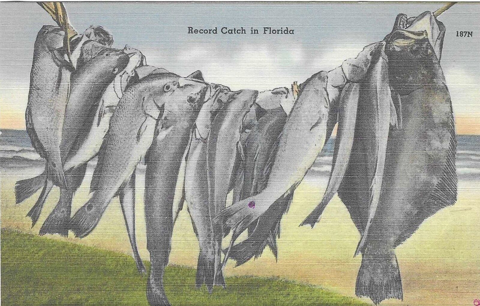 Vintage Florida Linen Postcard Record Catch Hanging Line of Fish