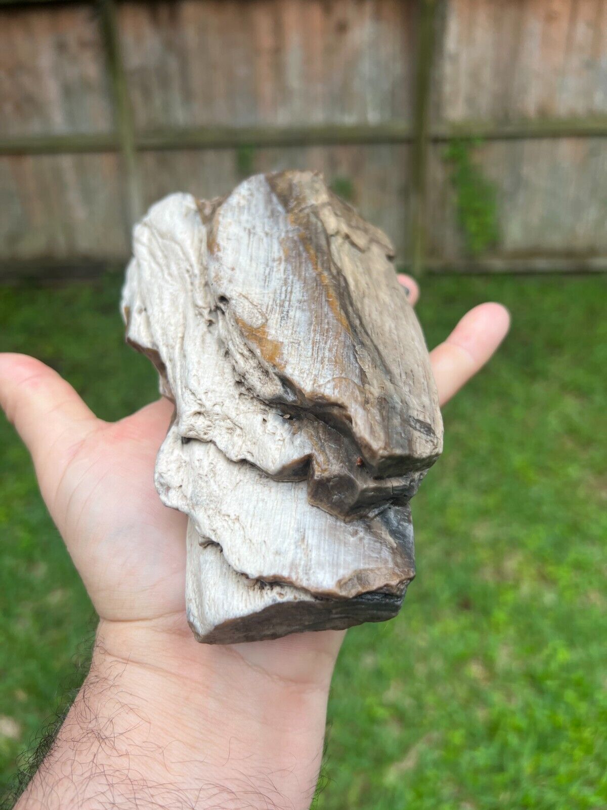 Texas Petrified Wood 6.5x5x2 Natural Rotted Detailed Log Piece Manning Formation