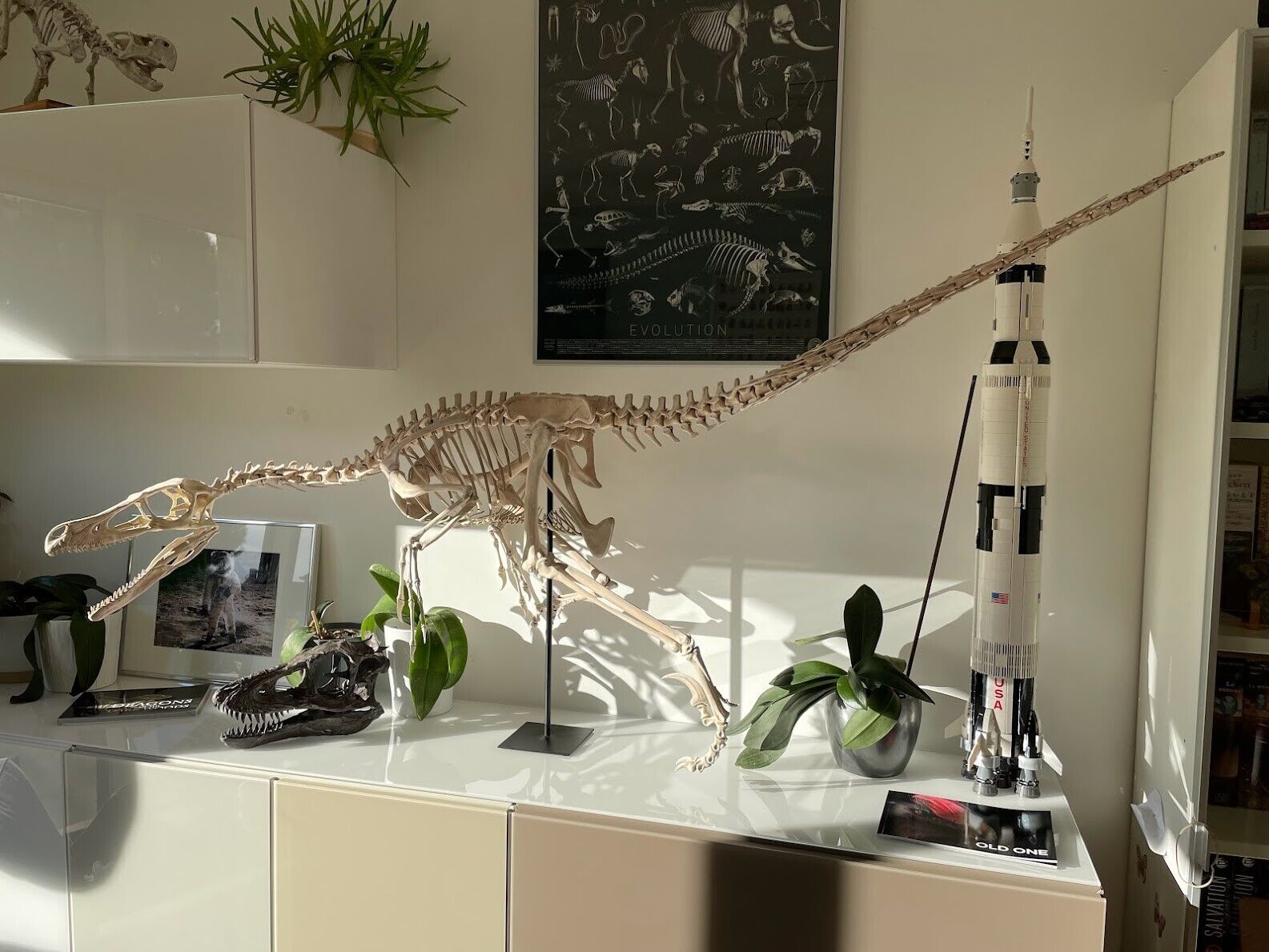 3d printed Velociraptor  skeleton model dinosaur 1:1