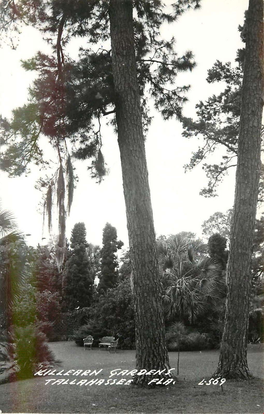 Florida, FL, Tallahassee, Killearn Gardens 1949 Real Photo Postcard