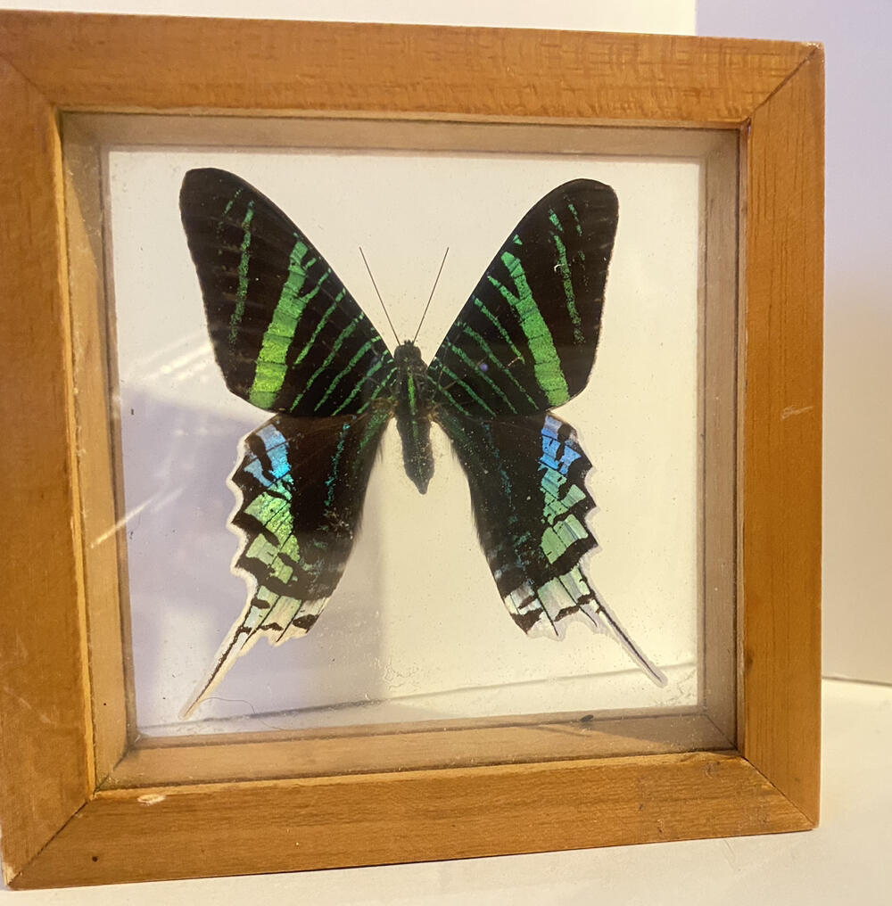 Urania Leilus Day of Flying Moth Framed Glass Moth Gorgeous