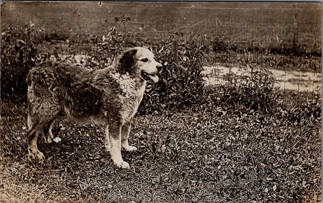 1909, Large DOG Real Photo Postcard