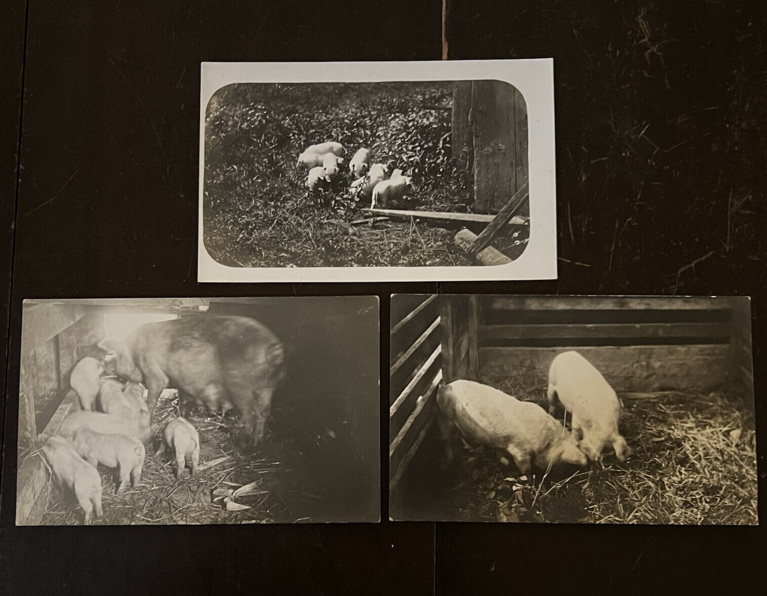 VTG Lot of 3 RPPC real photo post cards PIGLETS SOW FARM 1910s 1920s Unposted