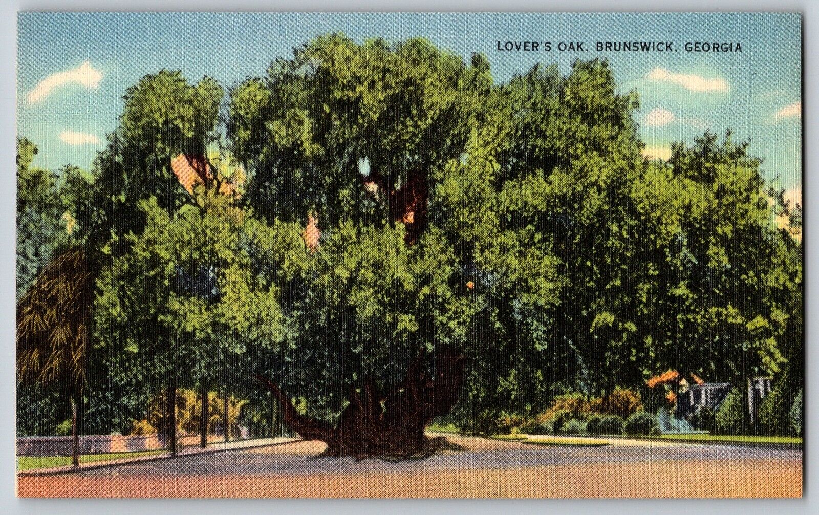 Brunswick, Georgia - Lover\'s Oak - Beautiful Trees - Vintage Postcard - Unposted