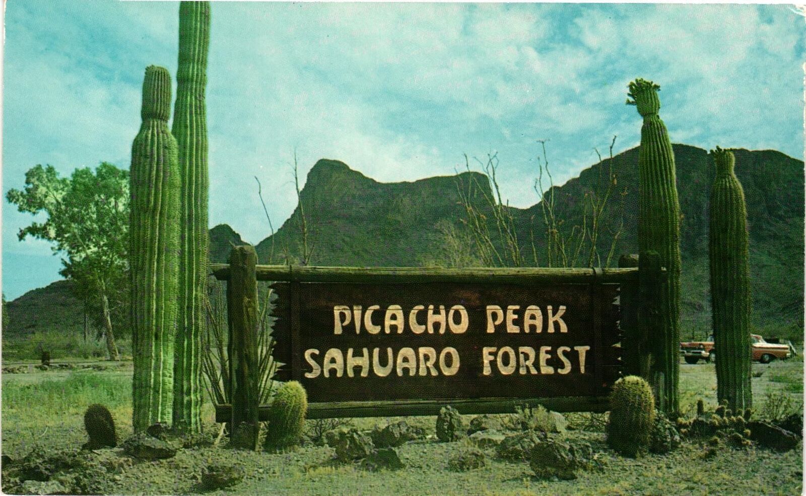 Vintage Postcard- P21697. PICACHO PEAKS, AZ SAHUARO FOREST. UnPost 1960