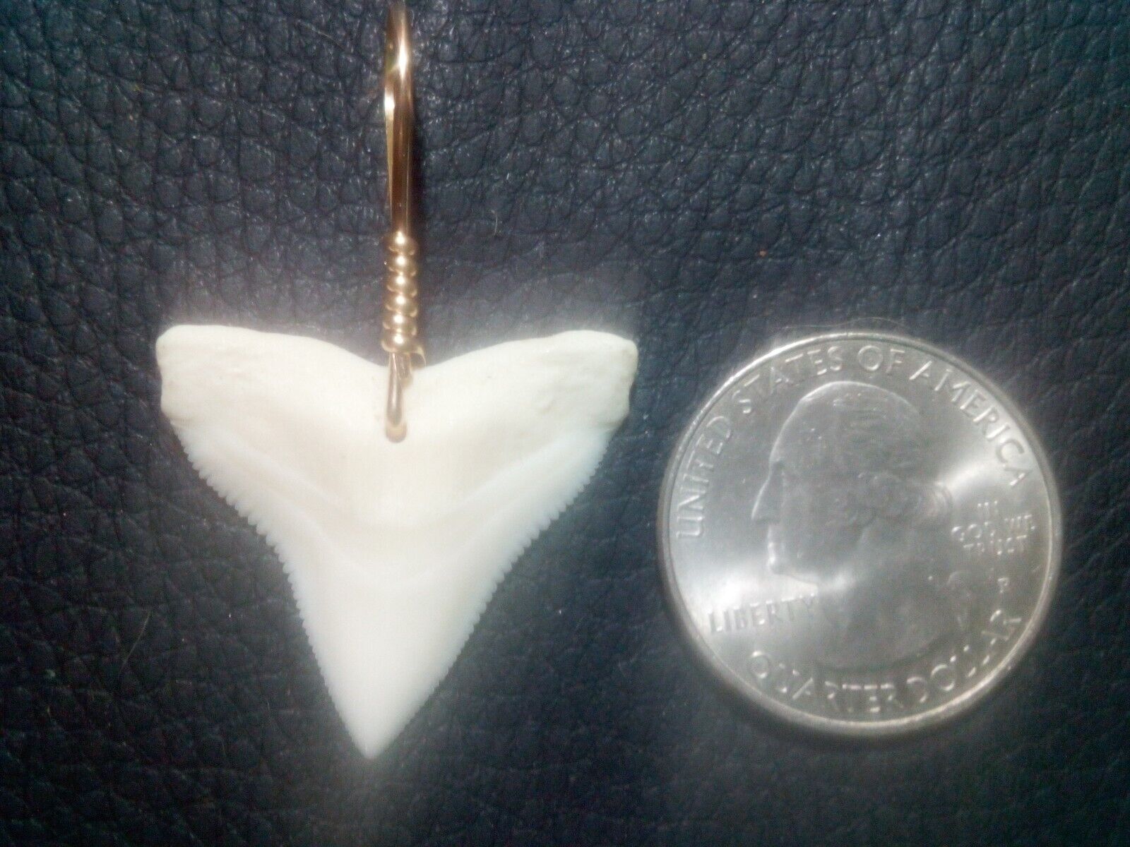Extra Large Bull Shark Tooth Pendant With 18 Guage Gold Filled Wire Wrap