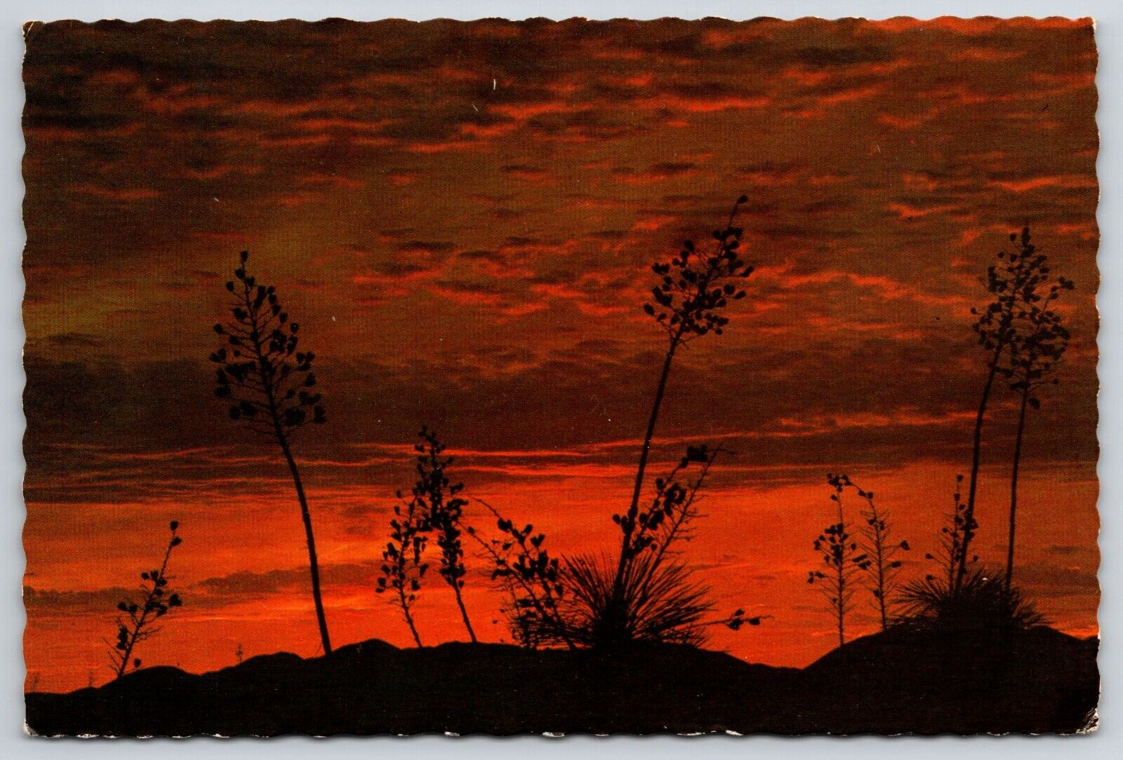 Yuccas Silhouetted at Sunset AZ Postcard 6x4 Colorful Desert Sky Scene