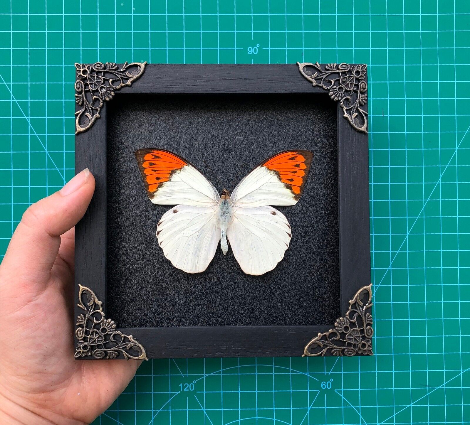 Real Butterfly Framed for Moon Shelf Wall Decor Taxidermy Insect Collections