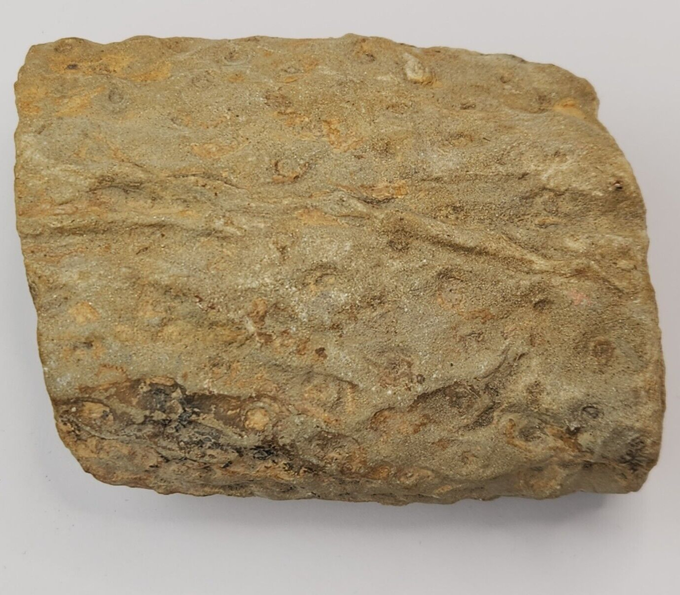 Lycophyte Fossil (Stigmaria?) - Carboniferous/Permian - Unknown Locality 