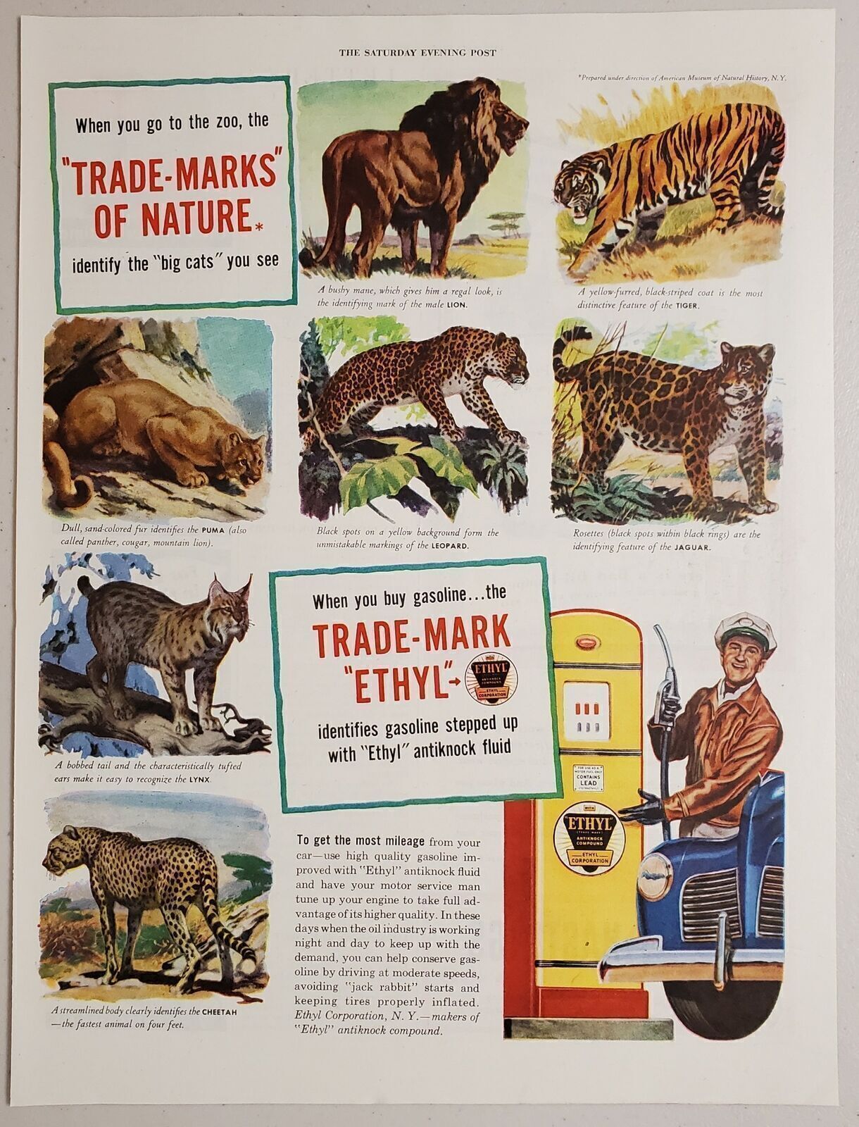 1948 Print Ad Ethyl Gasoline Gas Station Attendant & Vintage Pump Big Cats