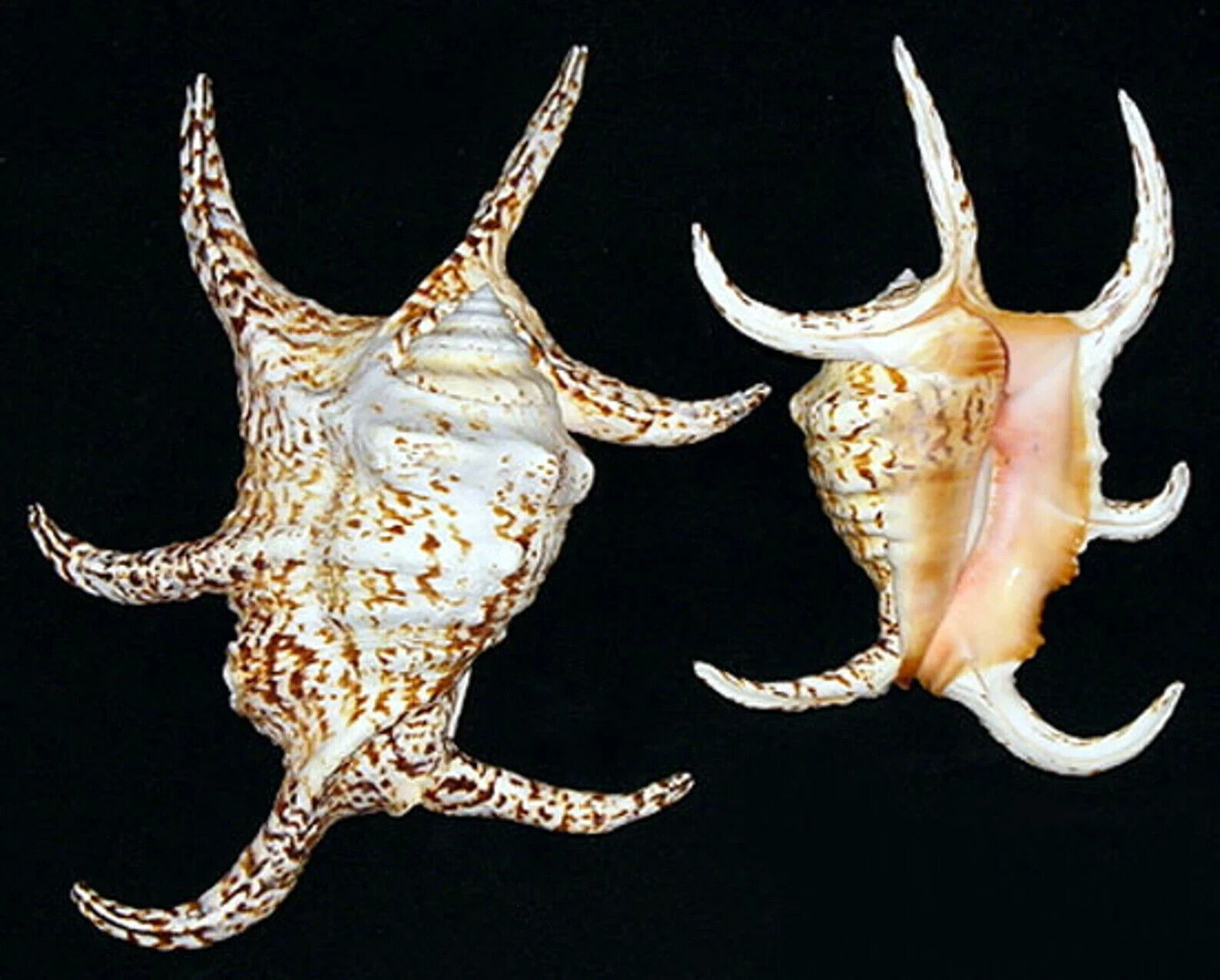 LAMBIS CHIRAGRA ~ Spider Conch Seashell ~ 4