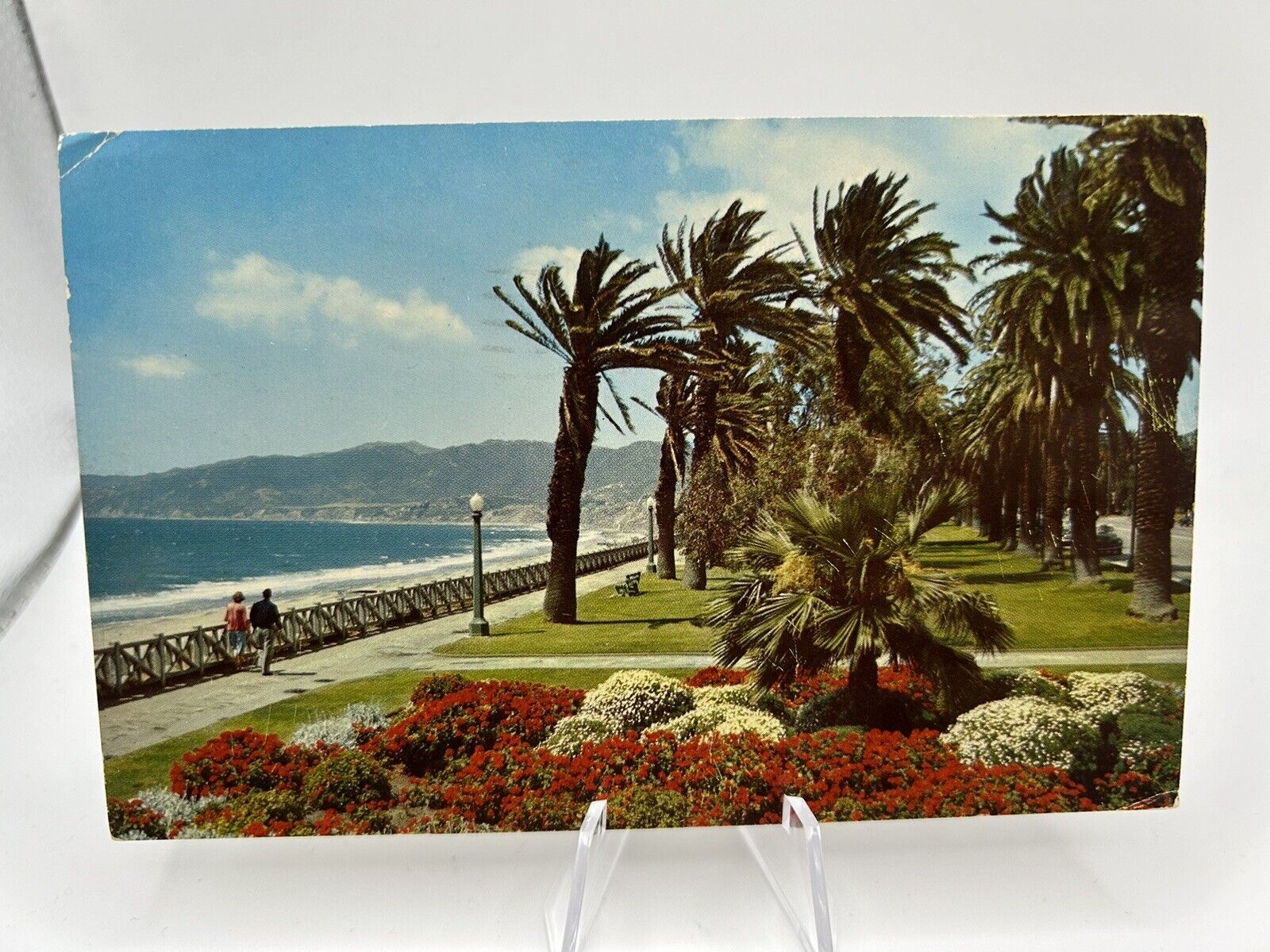 Postcard Santa Monica California Palisades Park Geranium Flower Beds Vintage PC