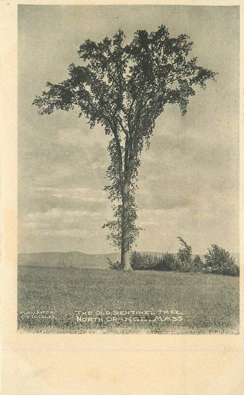 Massachusetts North Orange Sentinel Tree Ingalls C-1905 Postcard 22-1930