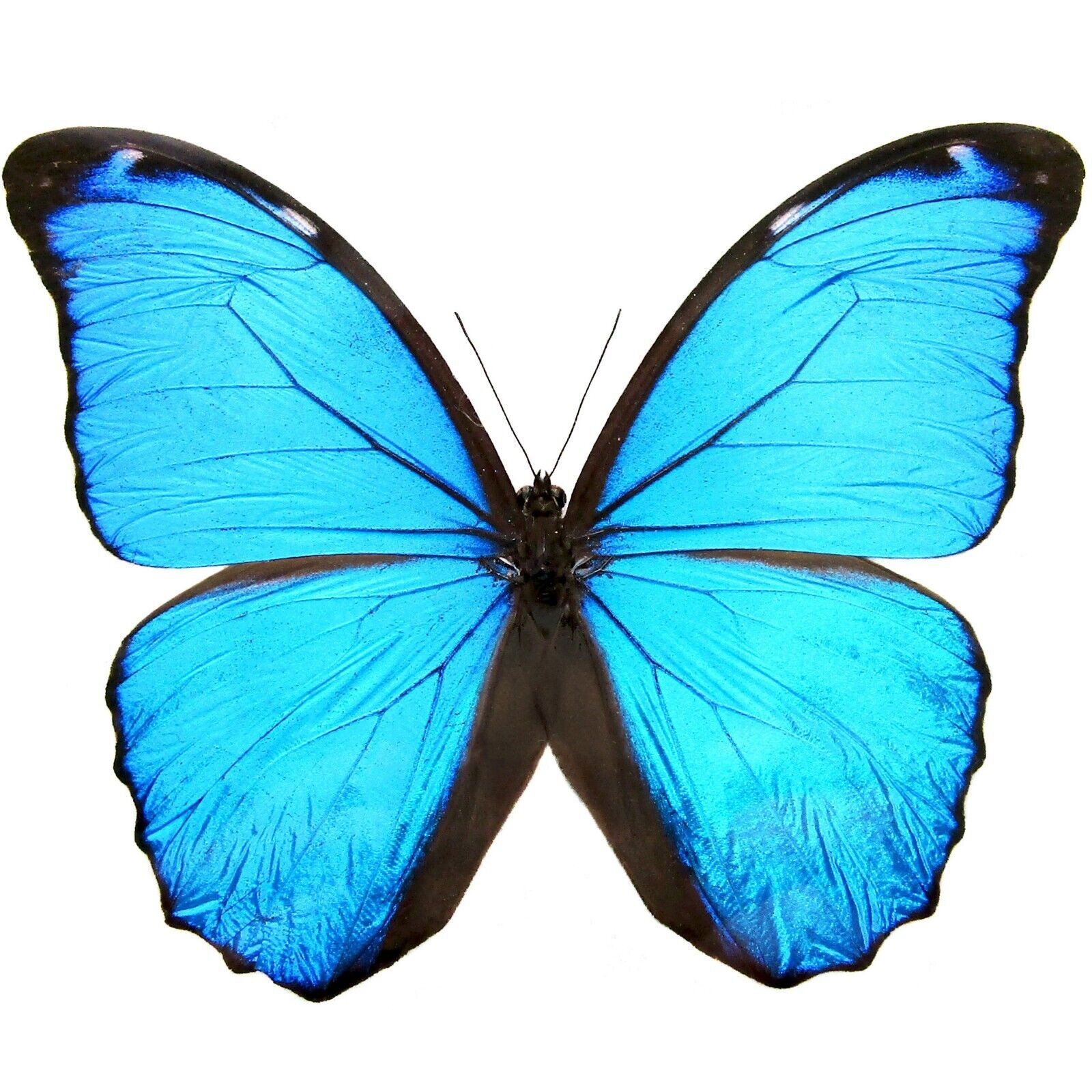 Morpho mene ONE REAL BUTTERFLY BLUE PAPERED UNMOUNTED WINGS CLOSED