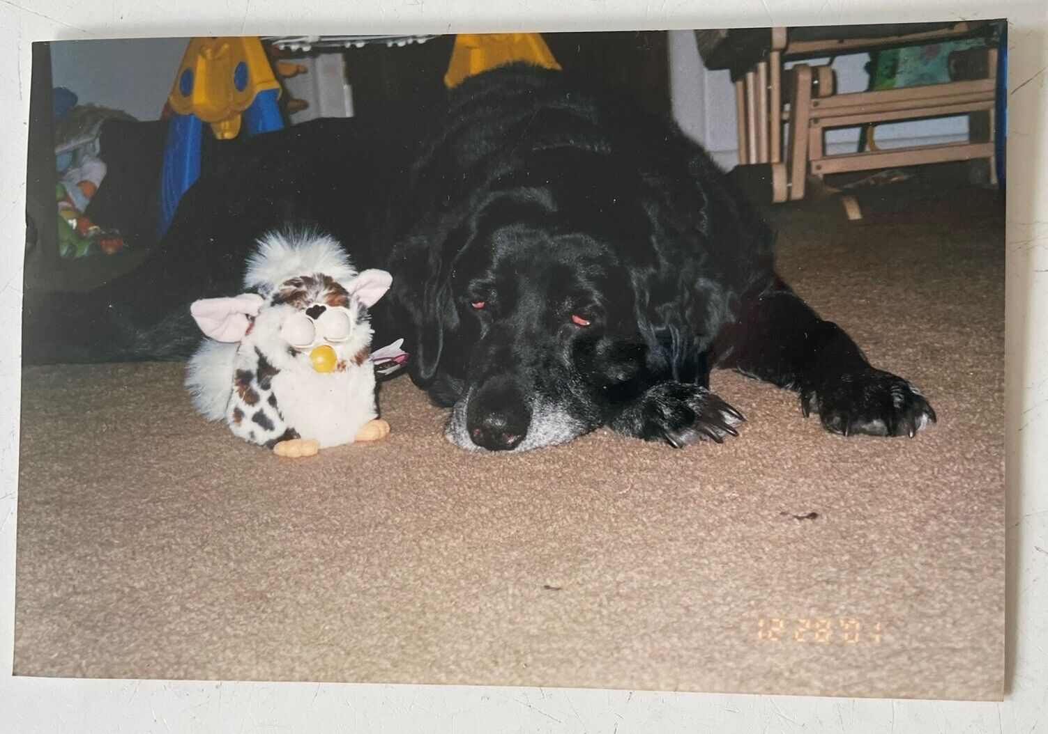 Funny Vintage Found Photo of Dog and Furby 4x6
