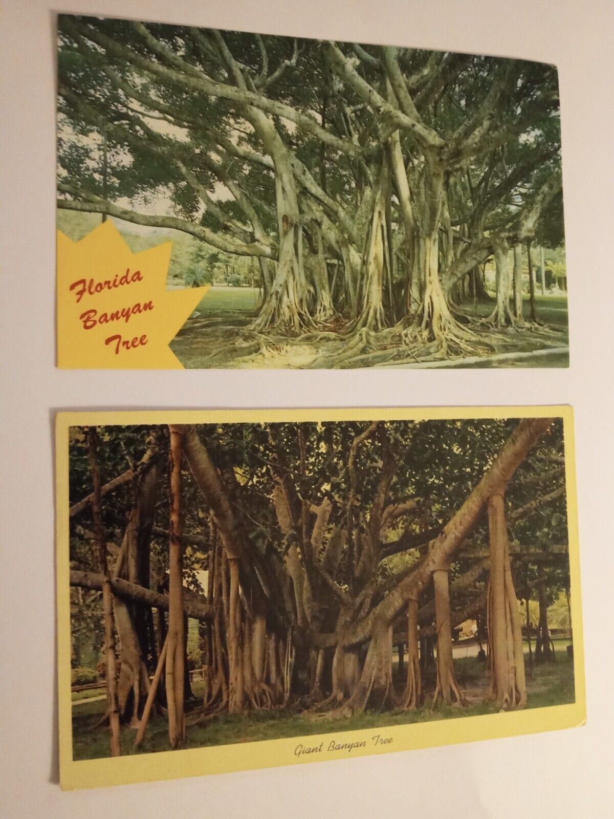 2 Florida Banyan Trees FL Postcards 
