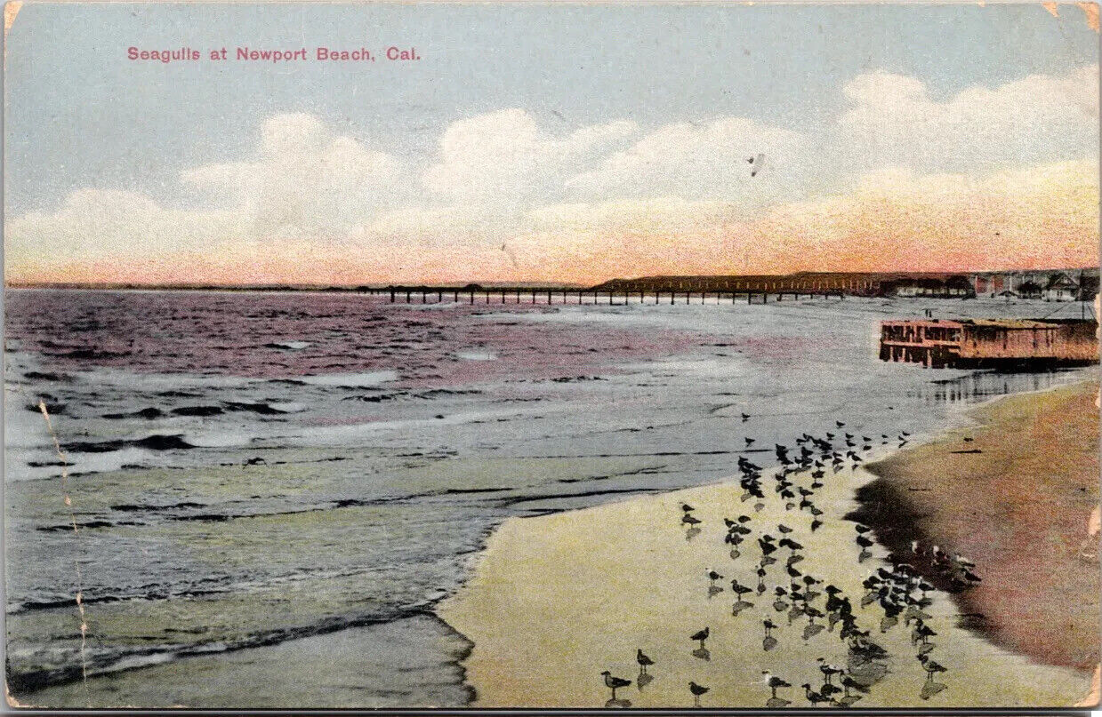 Postcard CA Seagulls At Newport Beach Pier California 1909