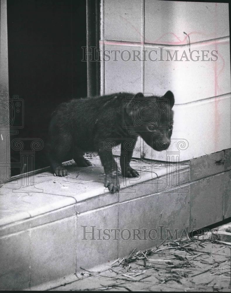 1963 Press Photo Young Spotted Hyena At Milwaukee Zoo's Lion House - mjb61569