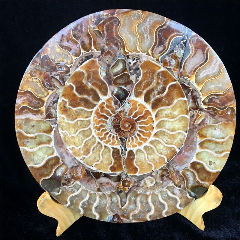 890g Half Cut Ammonite Shell Jurassic Fossil Disc Madagascar #A12