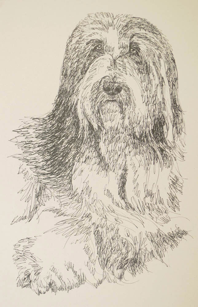 Bearded Collie Dog Art Portrait Print #39 Kline adds dog name free. Word Drawing