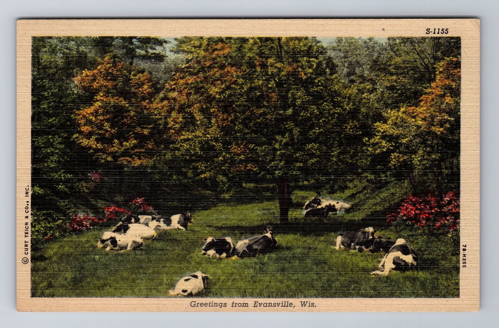 Evansville WI-Wisconsin, General Greetings, Cows at Rest, Vintage Postcard