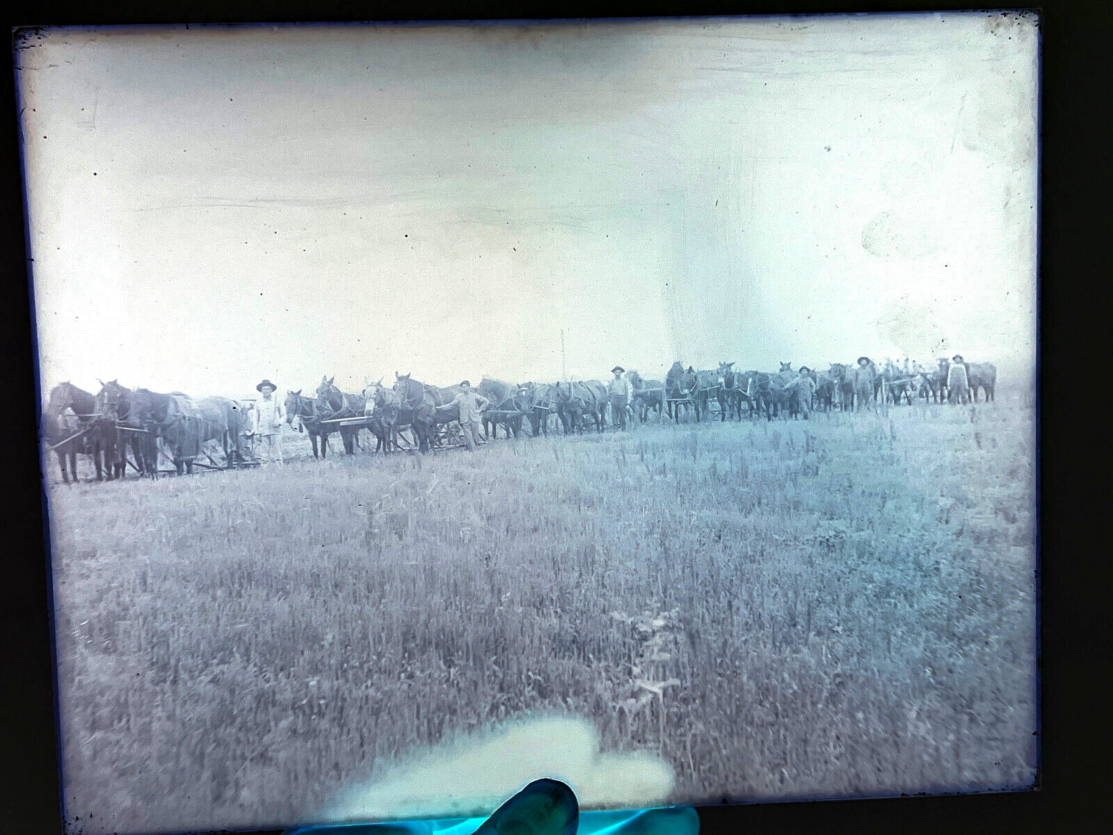 Antique rural Kansas KS farming horses plow 1900\'s glass photo negative 8x10