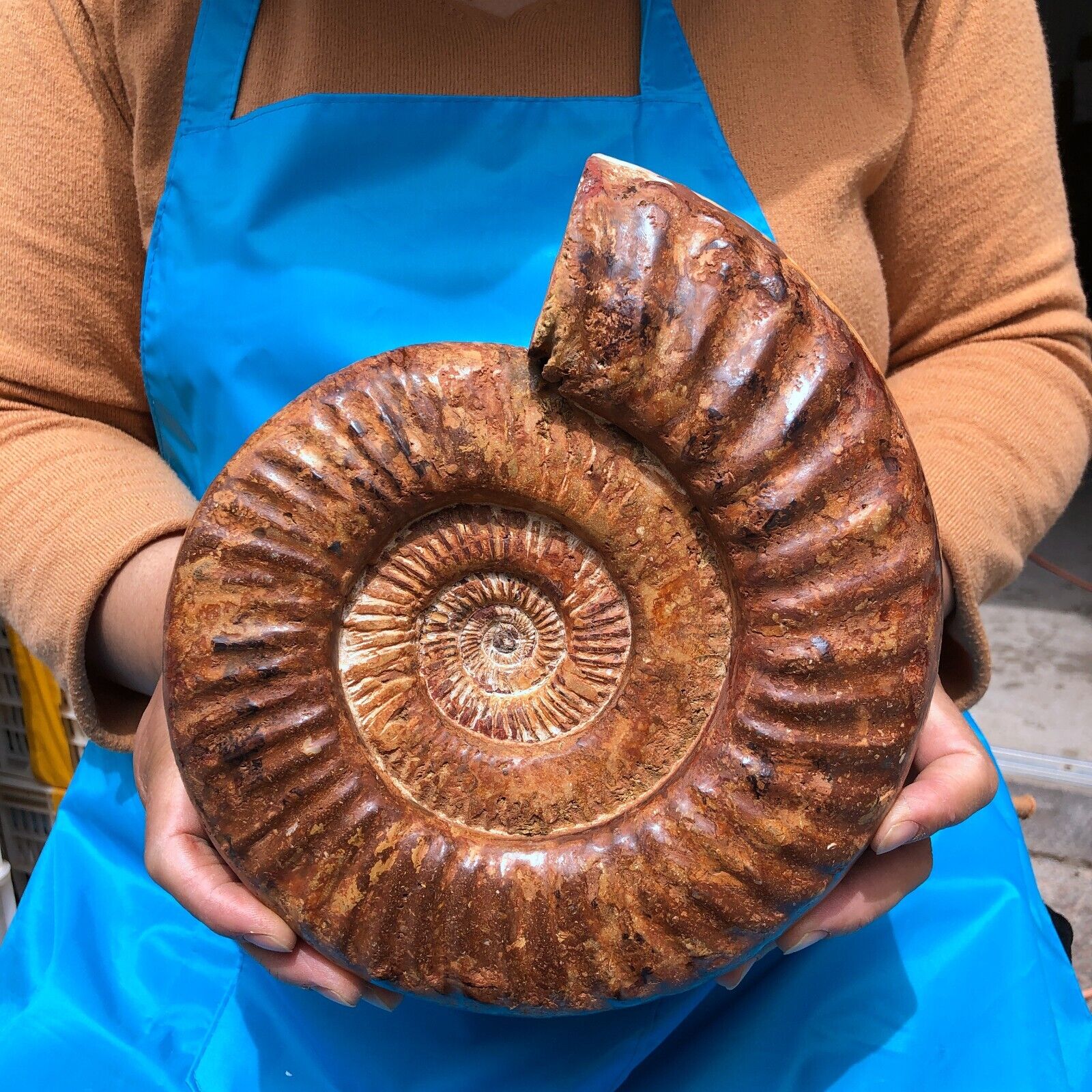 8.05LB TOP Natural Beautiful ammonite fossil conch Crystal specimen heals 1149