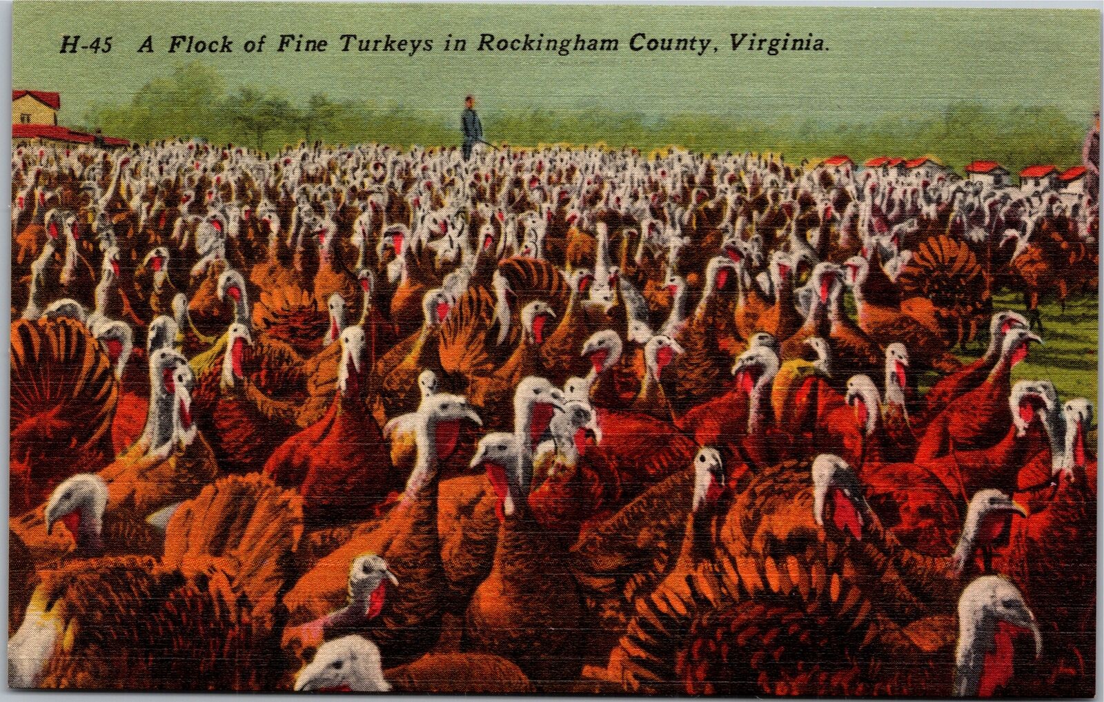 Postcard VA Flock of Fine Turkeys in Rockingham County