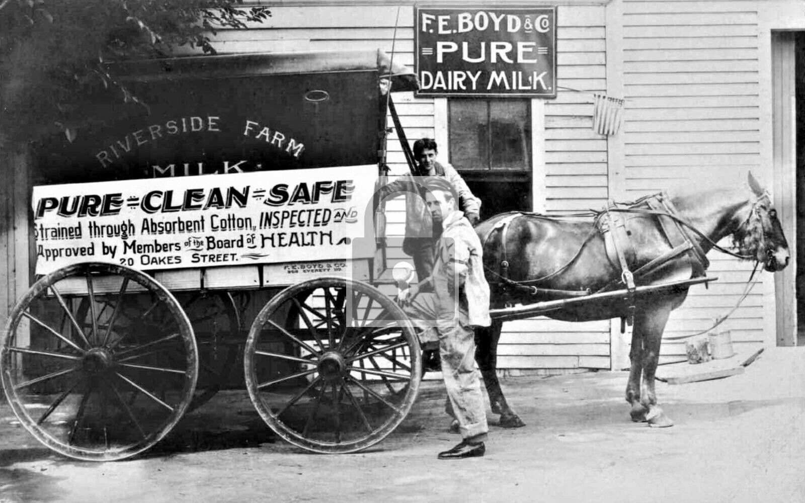 FE Boyd Dairy Milk Horse Wagon Everett Massachusetts MA Reprint Postcard