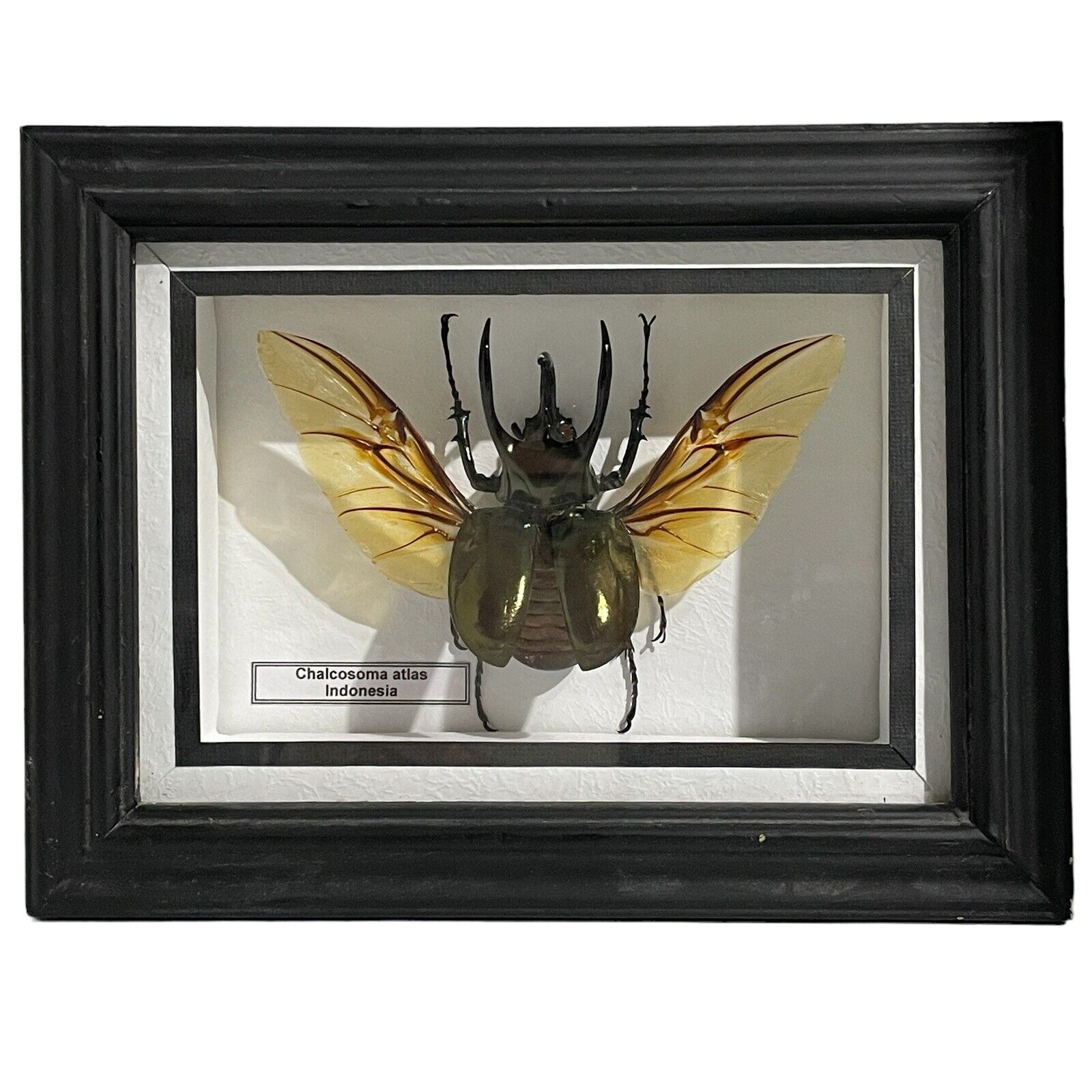 Chalcosoma Atlas Beetle Indonesia 3D Showcase Display Wings Spread Taxidermy