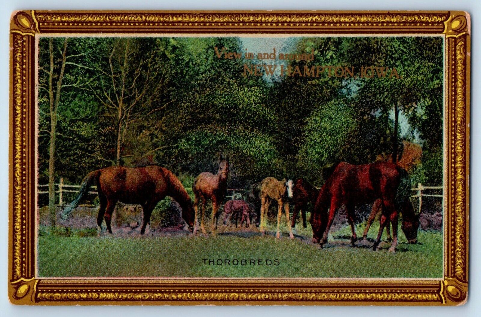 New Hampton Iowa Postcard View Around Thorobreds Horses Exterior c1910 Vintage