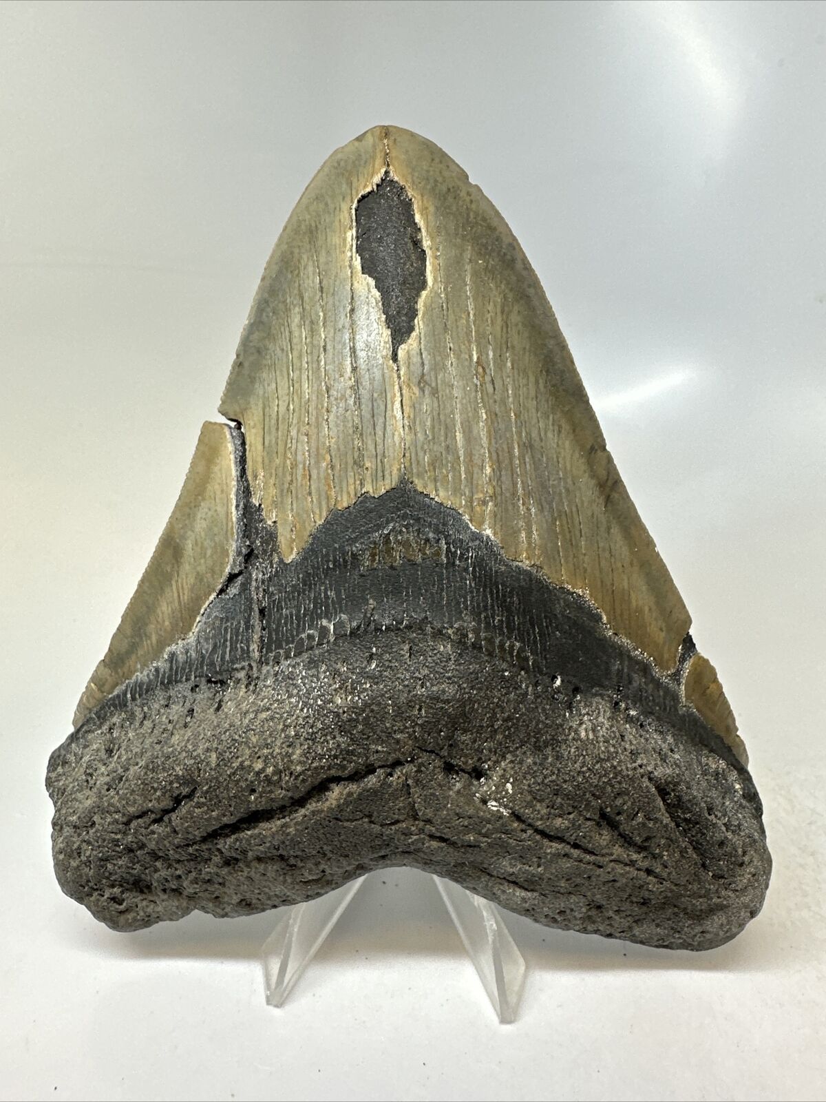 Megalodon Shark Tooth 5.64” Huge - Authentic Fossil - Wide 15808
